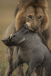 lion warthog